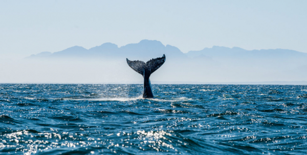 Загадка: за последний месяц восемь таинственных «китов» переместили 5% всего запаса биткоинов