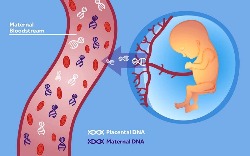 схема теста ДНК плода с использованием кровь будущей матери