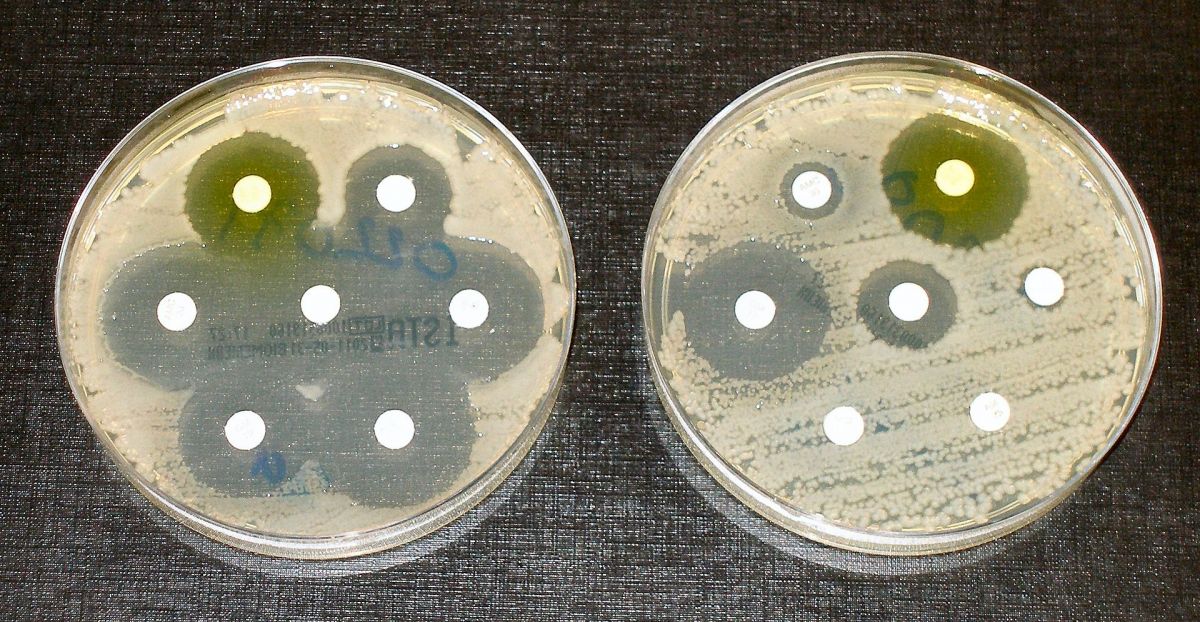 Тесты на устойчивость к антибиотикам. Бактерии высевают штрихами на чашках с белыми дисками, пропитанными антибиотиком. Чистые кольца, как на чашке слева, показывают, что бактерии не выросли — что свидетельствует об отсутствии устойчивости у этих бактерий. Бактерии на чашке справа полностью восприимчивы только к трем из семи протестированных антибиотиков / Dr Grahan Beards