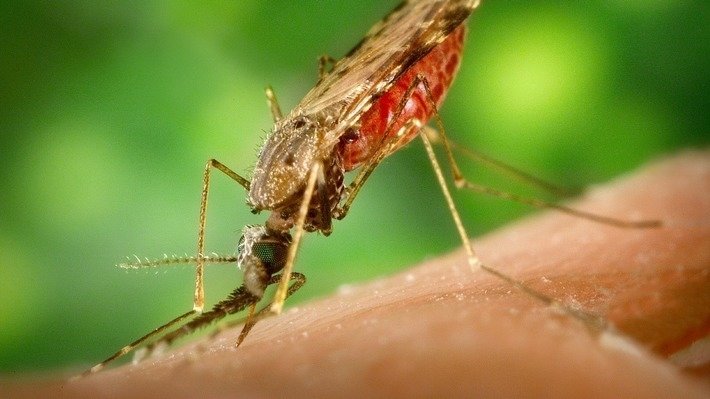 Естественным репеллентом, который является эффективным средством защиты от комаров, оказались микроорганизмы Xenorhabdus budapestensis