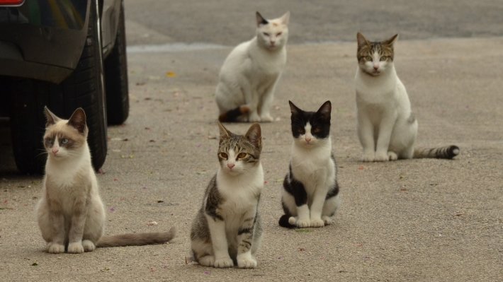 Ученые рассказали об исходящей от кошек необычной опасности