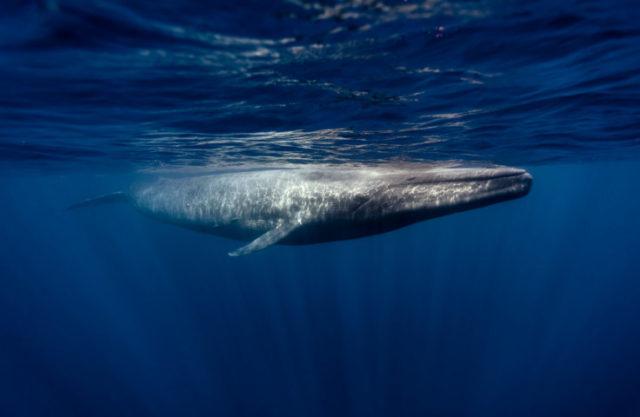 Биткоин-кит окончательно опустошил один из крупнейших кошельков, продав 60 000 BTC