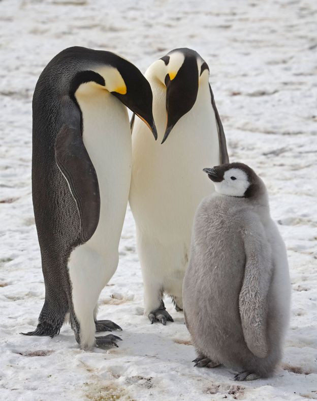 В 54 колониях по всему миру проживает от 130 000 до 250 000 гнездящихся пар императорских пингвинов / © Christopher Walton 