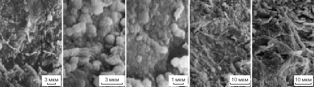 Коккоидные и нитчатые цианобактерии и грибы из метеорита Ефремовка