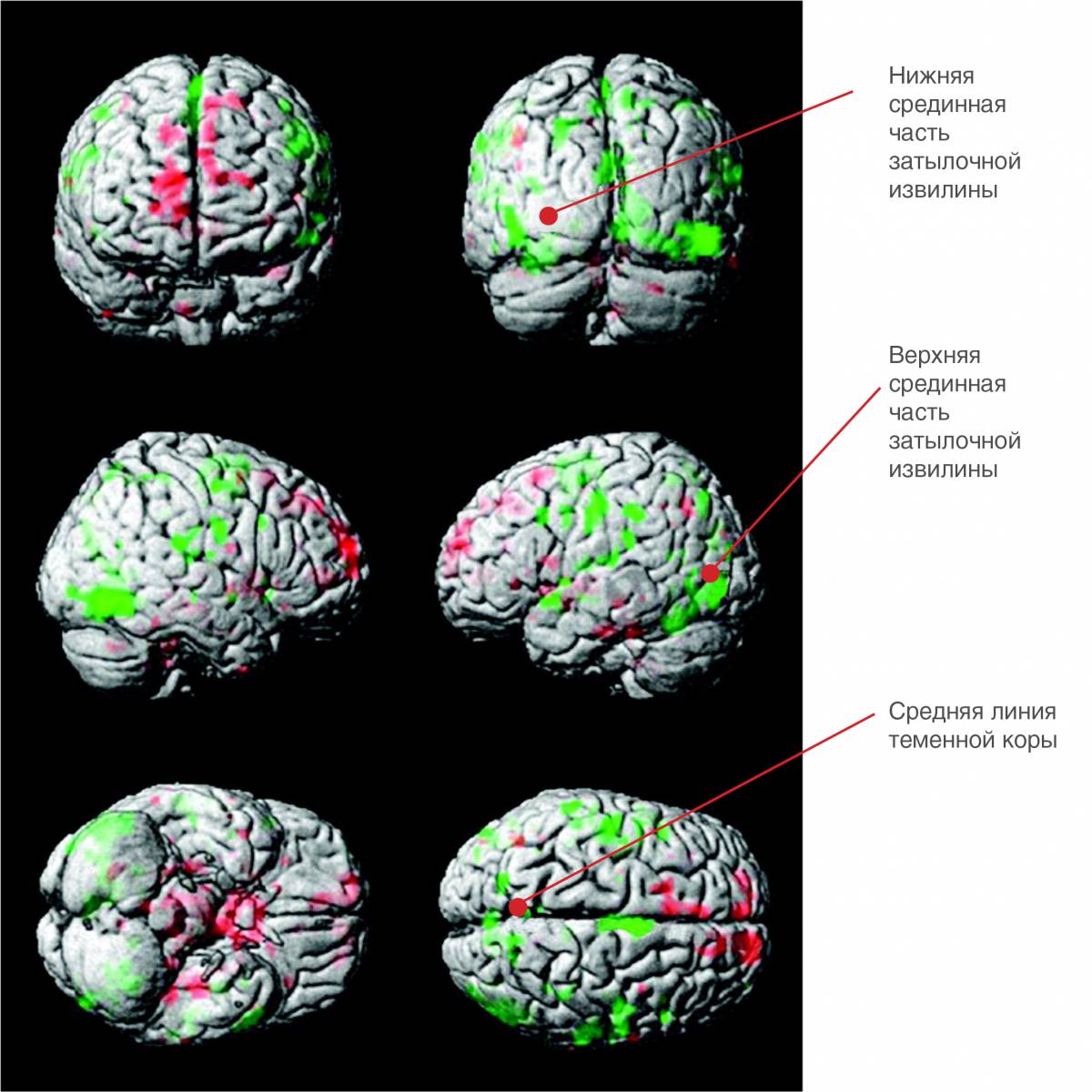Проекции участков мозга, активность которых меняется после депривации сна. Зеленым показано снижение активности, красным – повышение / ©cercor.oxfordjournals.org