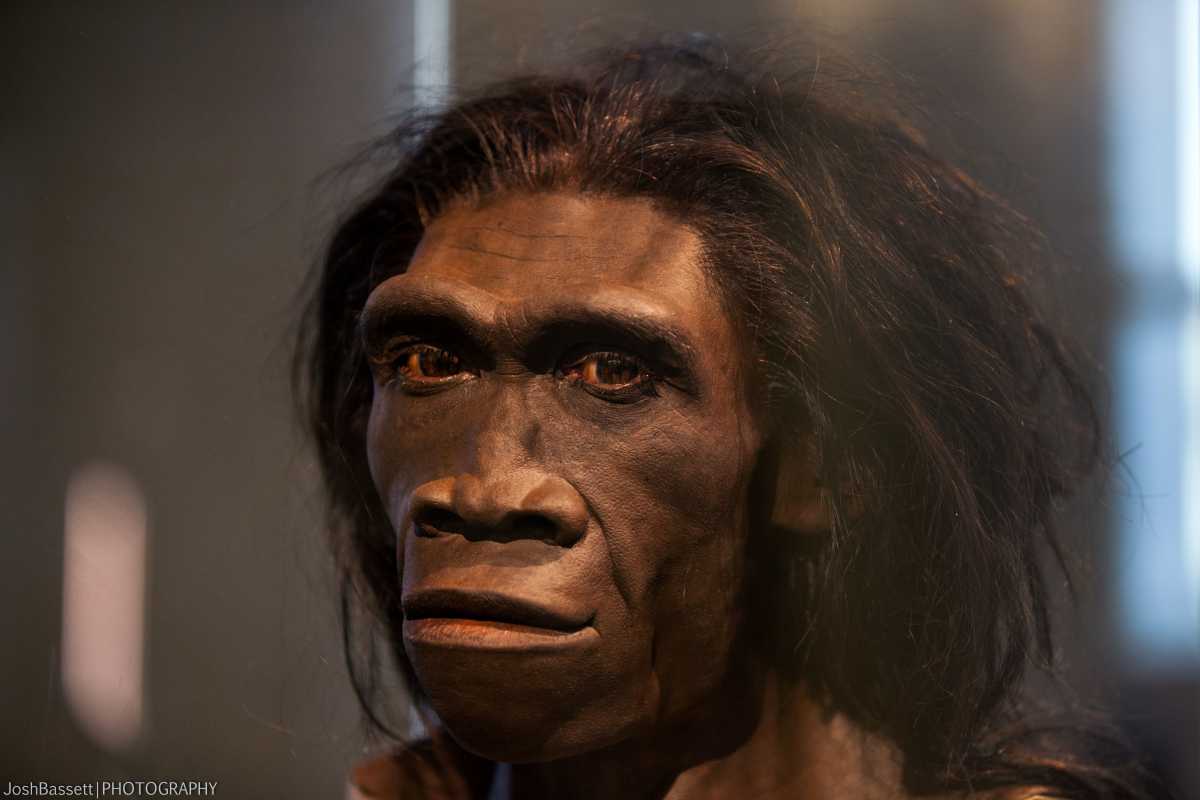 Человек прямоходящий (Homo erectus). Экспонат Национального музея естественной истории при Смитсоновском институте.