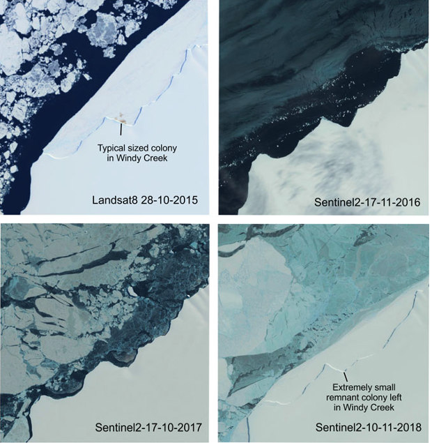 Спутниковые изображения морского льда в Халли-Бей в 2015-2018 годах / © Antarctic Science