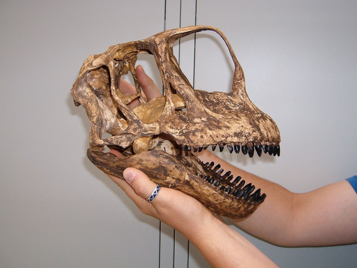 Реконструированный череп европазавра / © Nils Knötschke/Wikipedia