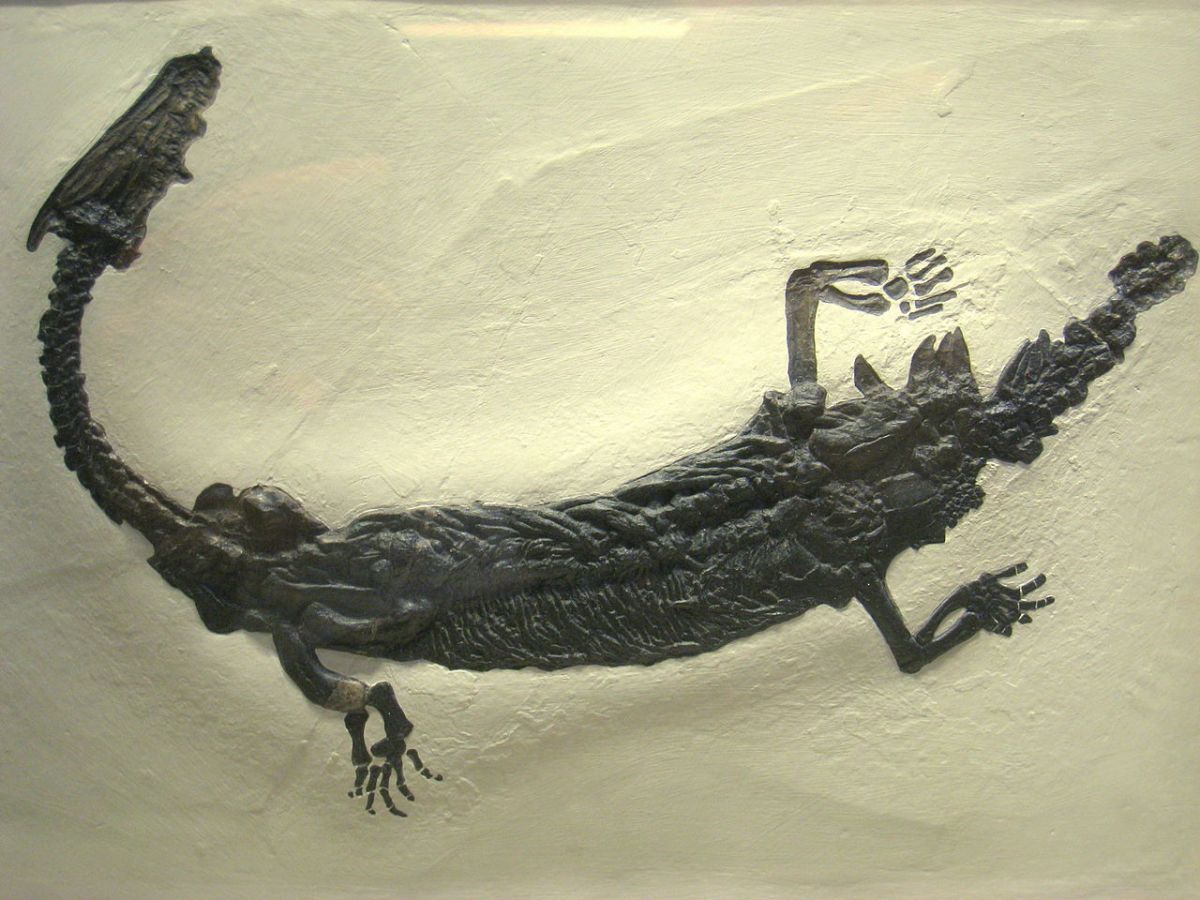 Лариозавр / © Carnegie Museum of Natural History/Wikipedia