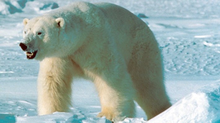 Медведь попал на Камчатку на льдине