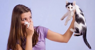 В России практически создали вакцину против аллергии на кошек