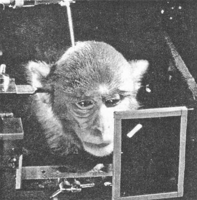 В этом эксперименте с одноклеточной регистрацией при помощи микроэлектрода, имплантированного в зрительную систему обезьяны, отслеживается электрическая активность отдельного нейрона