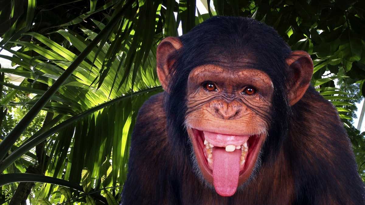 Современный шимпанзе. <span>/ © </span>energynews.su