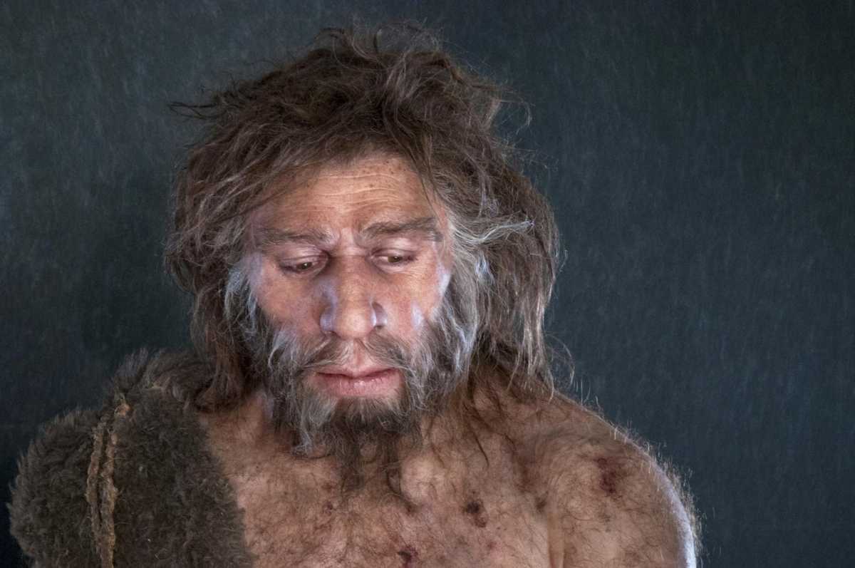 Современная реконструкция неандертальца. <span>/ © </span>cosmos-magazine.imgix.net