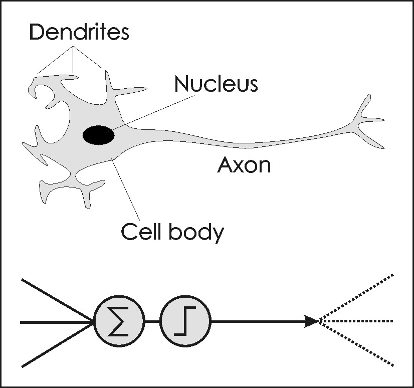 Схематическое сравнение между биологическим и искусственным нейроном / © Texas Tech University