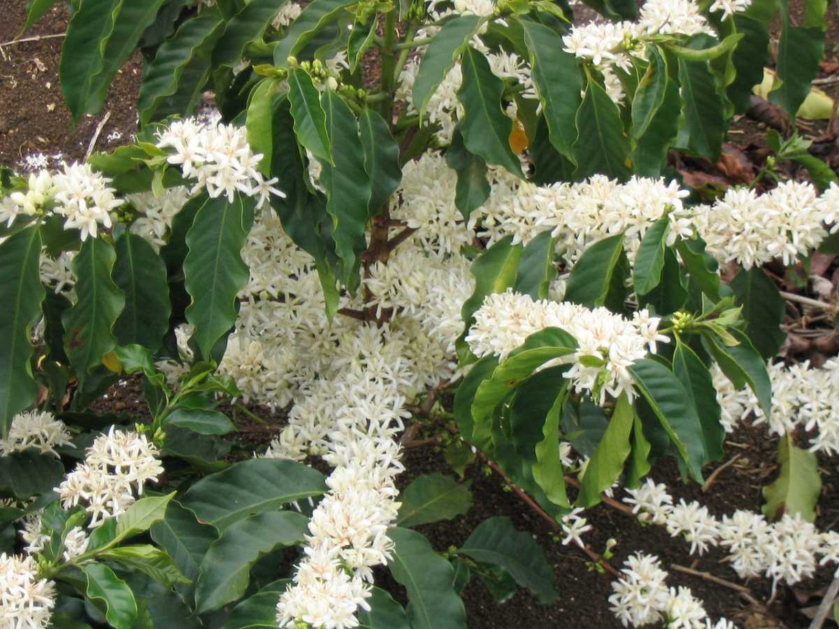 Цветущие ветви Coffea arabica / © wikipedia.org