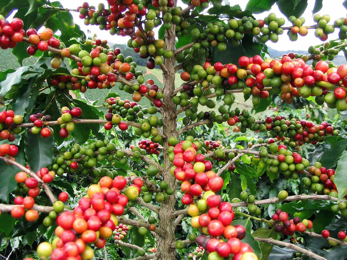 Кофейные плоды / © wikipedia.org