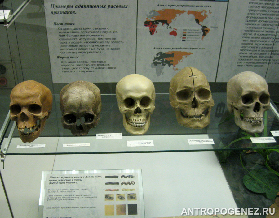 Черепа представителей разных рас: пигмей Конго, негр, европеец, эскимос, индеец. Государственный Дарвиновский музей, Москва