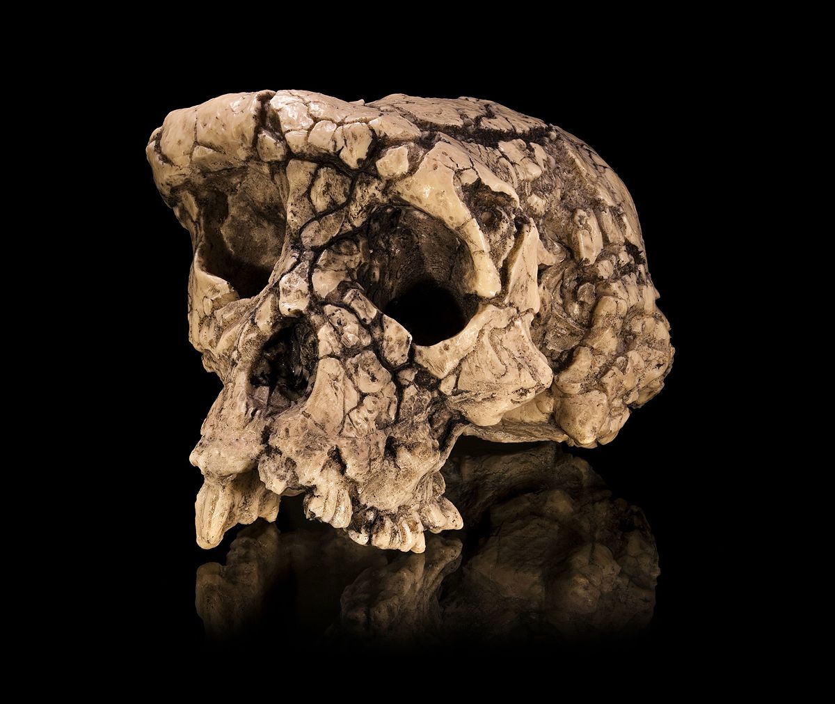 Дошедший до нас череп сахелантропа.  <span>/ © </span>wikimedia.org