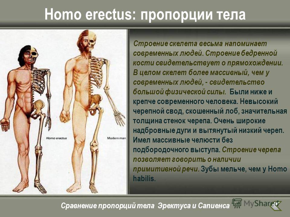 Homo erectus и современный человек. <span>/ © </span>images.myshared.ru