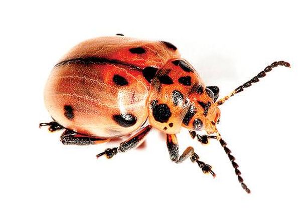 Diamphidia (лат.) — род африканских жуков (Coleoptera) из подсемейства козявок (Galerucinae) в семействе листоедов (Chrysomelidae)