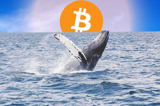 Bitcoin-Whales-Are-Losing-Their-Hold-on-the-Market