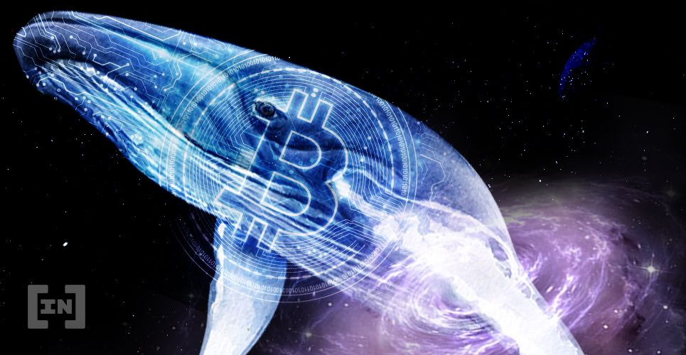 BTC Bitcoin Hodl Whale
