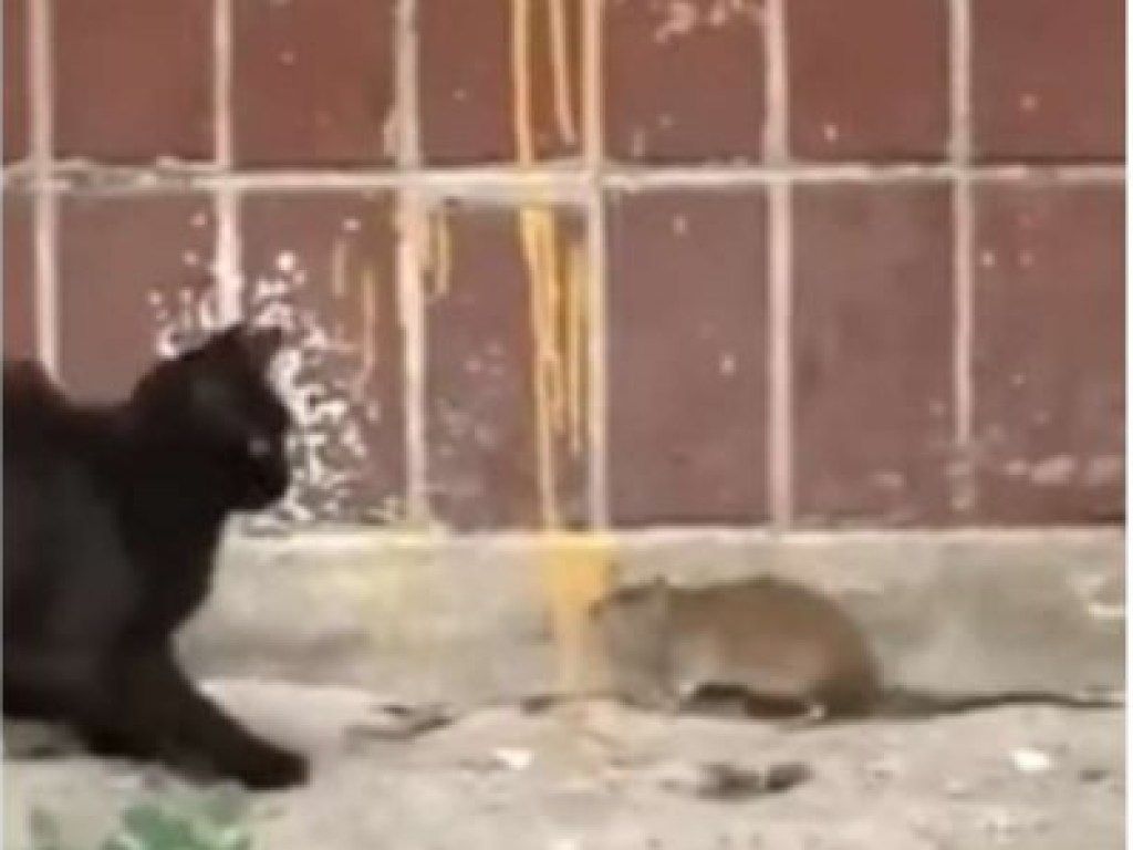 Нападение крыс. Крысы нападают на котов в Петербурге.