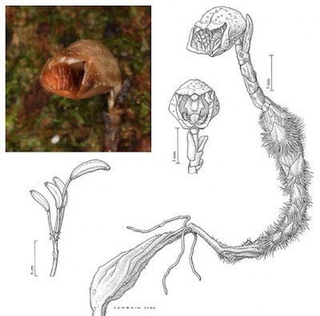 Gastrodia agnicellus