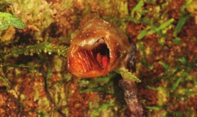 Gastrodia agnicellus