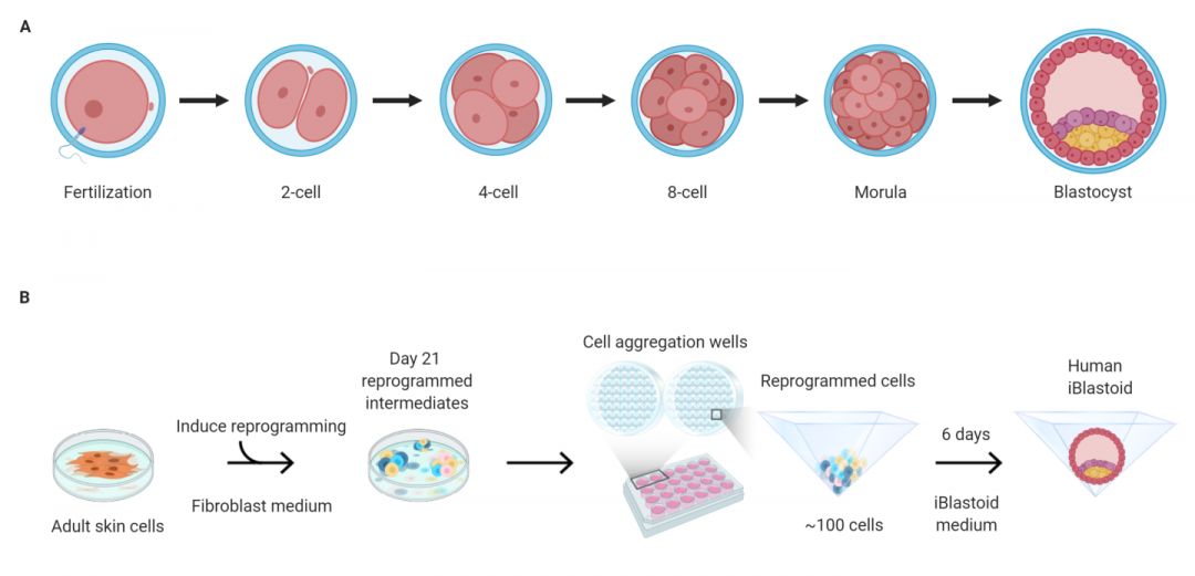 развите искусственного эмбриона