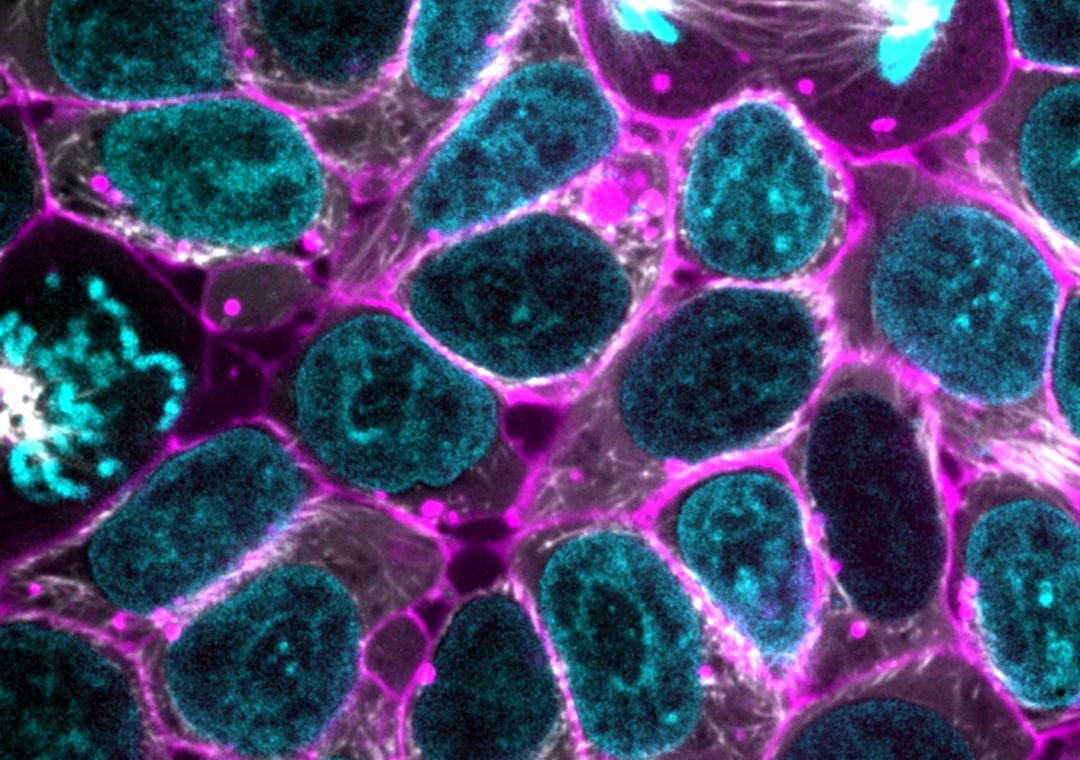 клетки человека под микроскопом